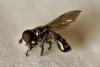 Eumerus ruficornis